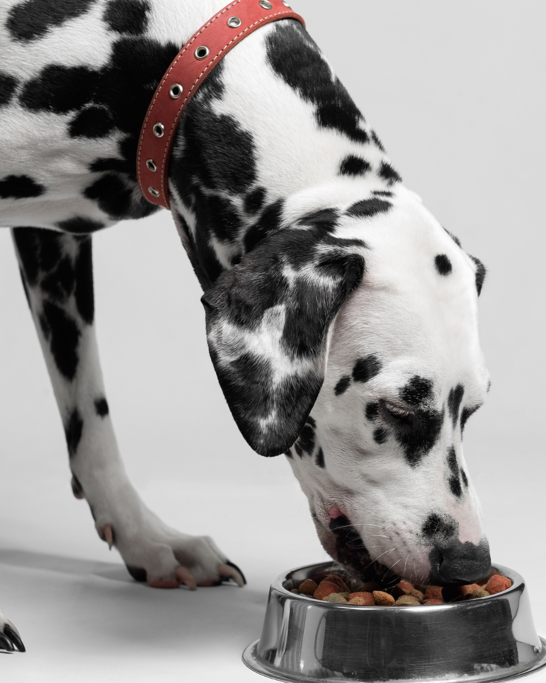 Poisonous Foods for Dogs: A Comprehensive Guide to Canine Dietary Safety