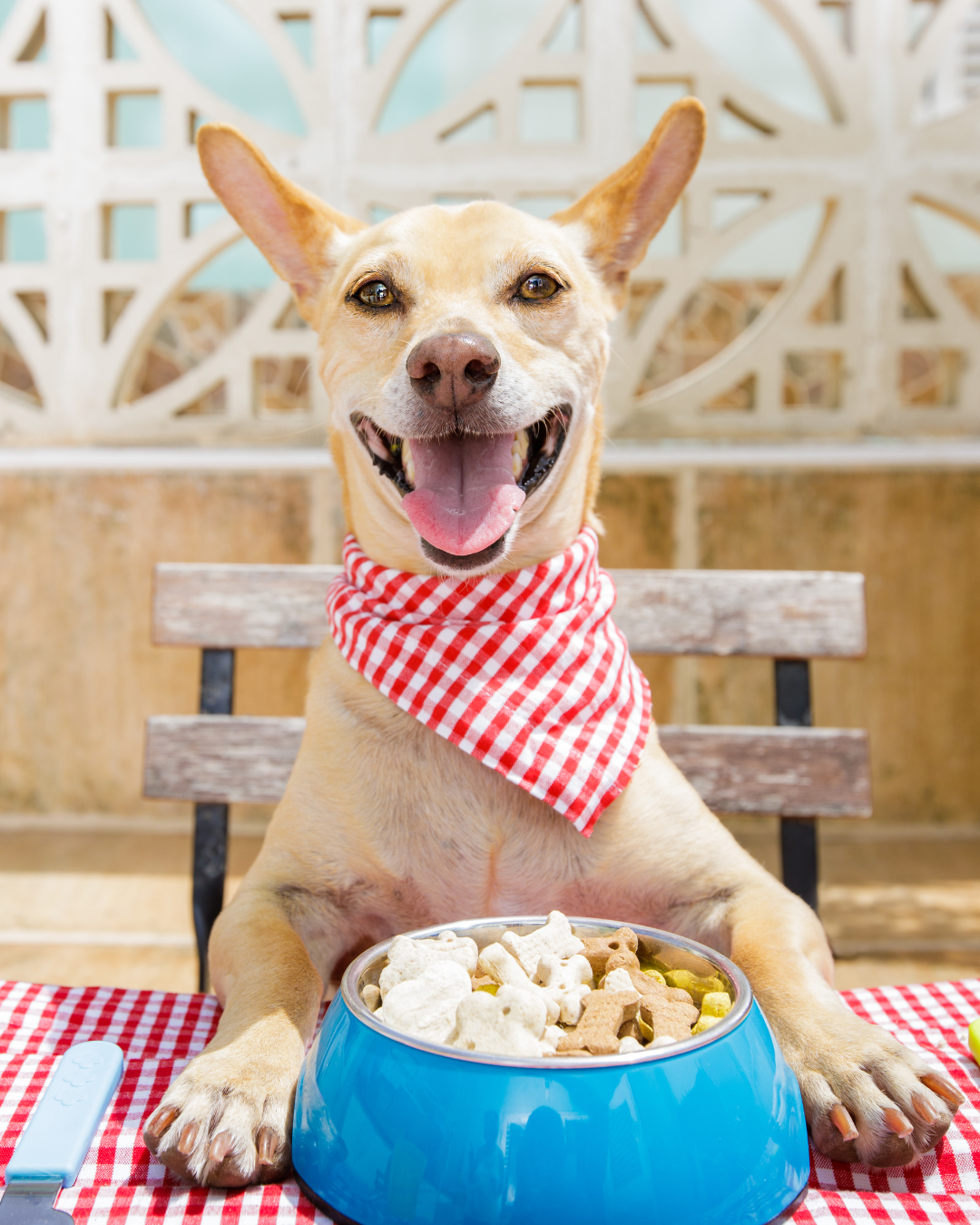 Safe Human Foods for Dogs: A Comprehensive Guide