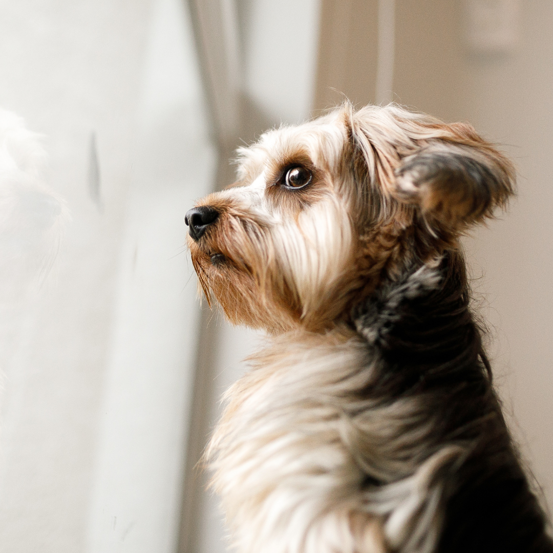 Understanding Separation Anxiety in Dogs: How Gut Health Could Hold the Key