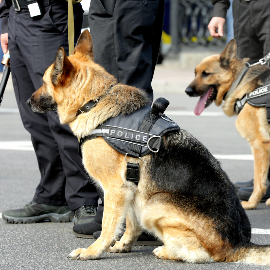 How CaniNectar Can Support Working Dog Nutrition: A Science-Based Approach to Canine Performance