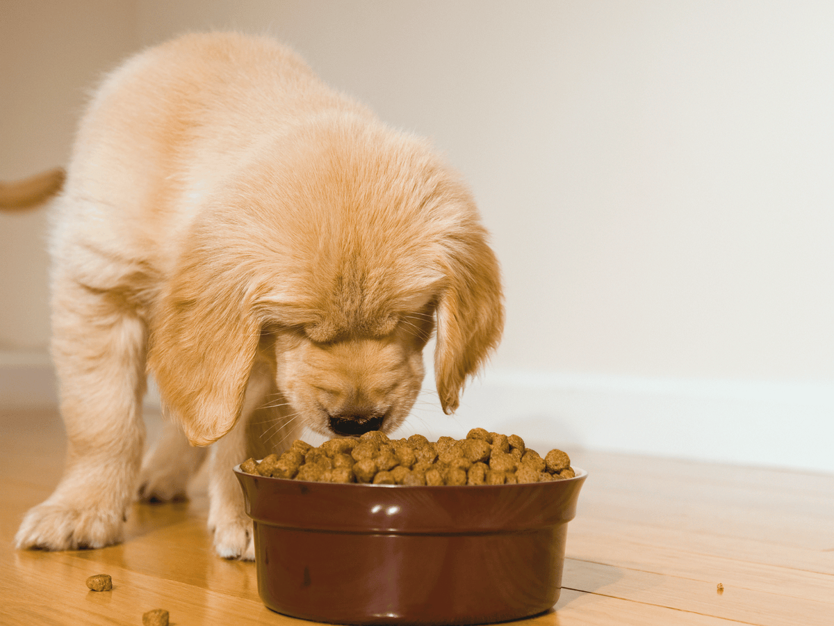 Digestion Before the Microbiome: Why Upstream Matters
