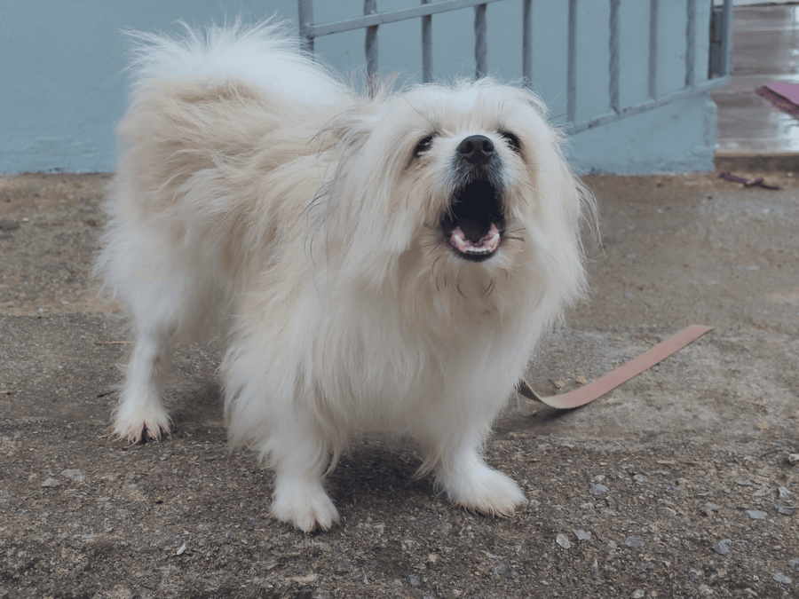 Why Is My Dog So Reactive to Sounds?