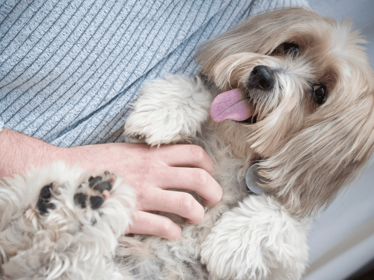 Why Does My Dog's Stomach Gurgle?
