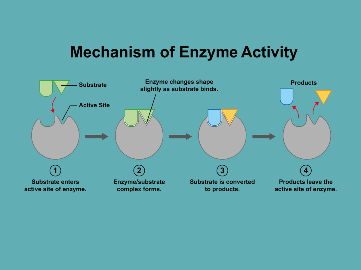 Digestive Enzymes in Dogs: Amylase, Protease, Lipase and More