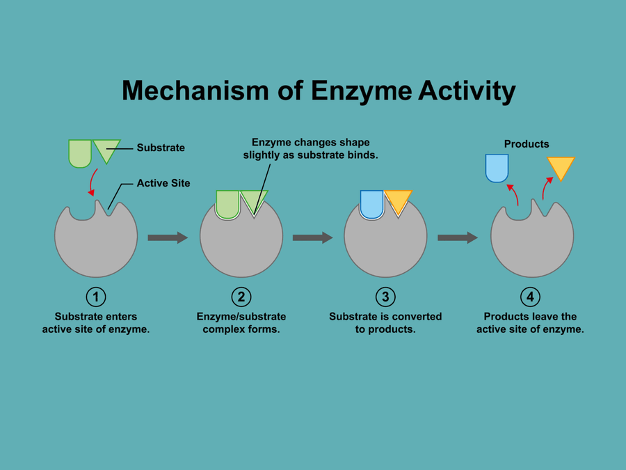 Digestive Enzymes in Dogs: Amylase, Protease, Lipase and More