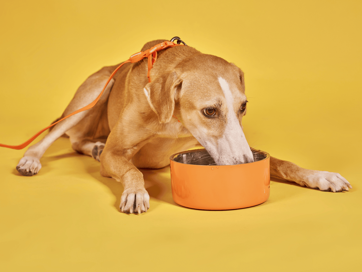 What Does Digestibility Actually Mean in Dog Food?