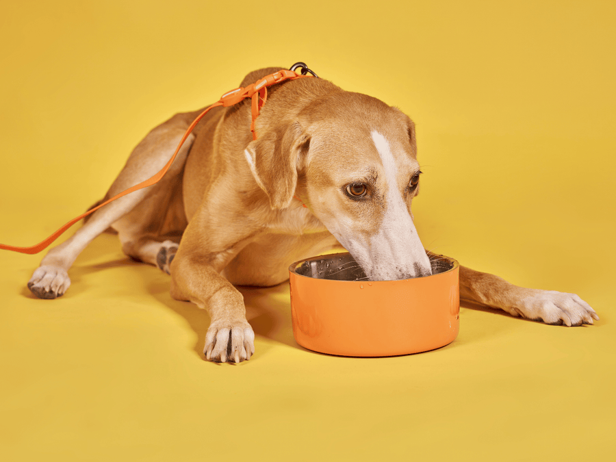 What Does Digestibility Actually Mean in Dog Food?