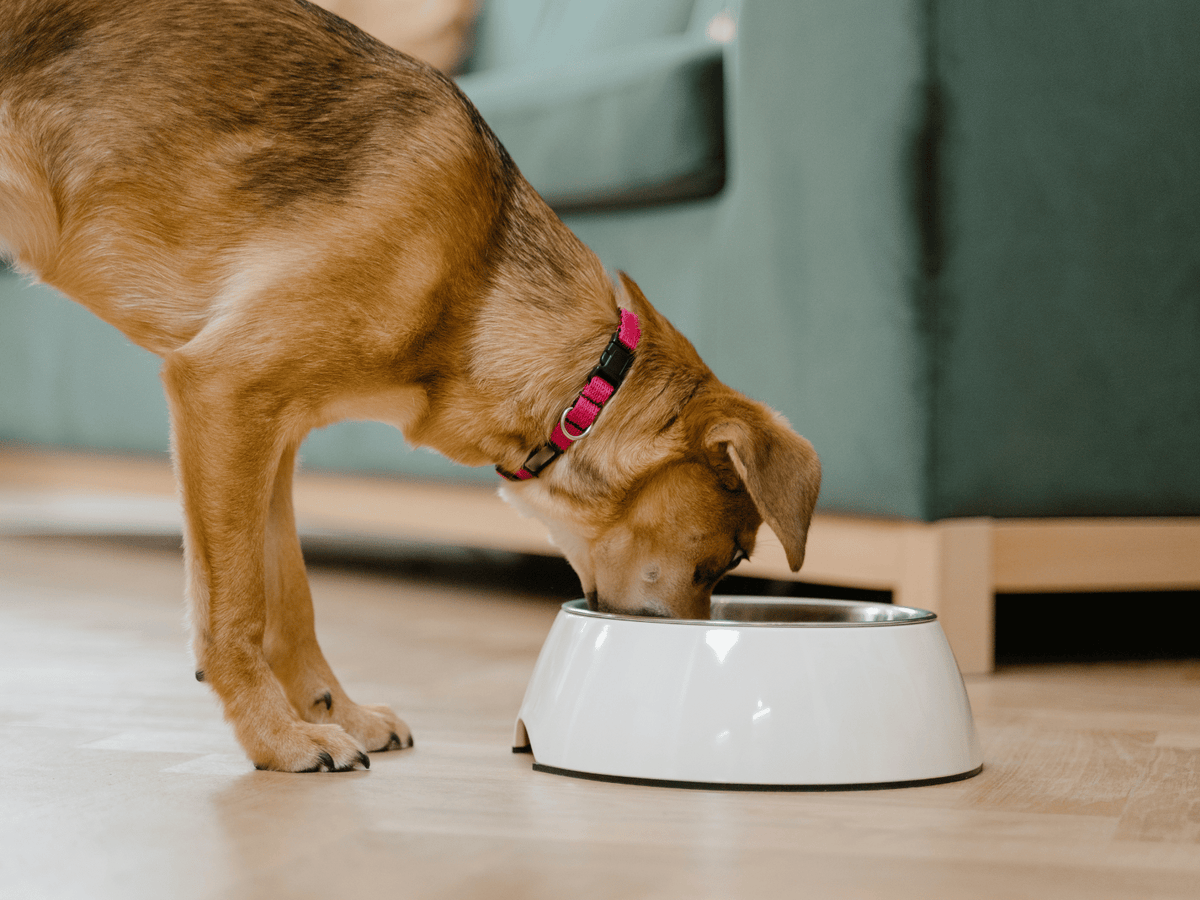 Bioavailability and Nutrient Absorption: What Happens After Digestion?