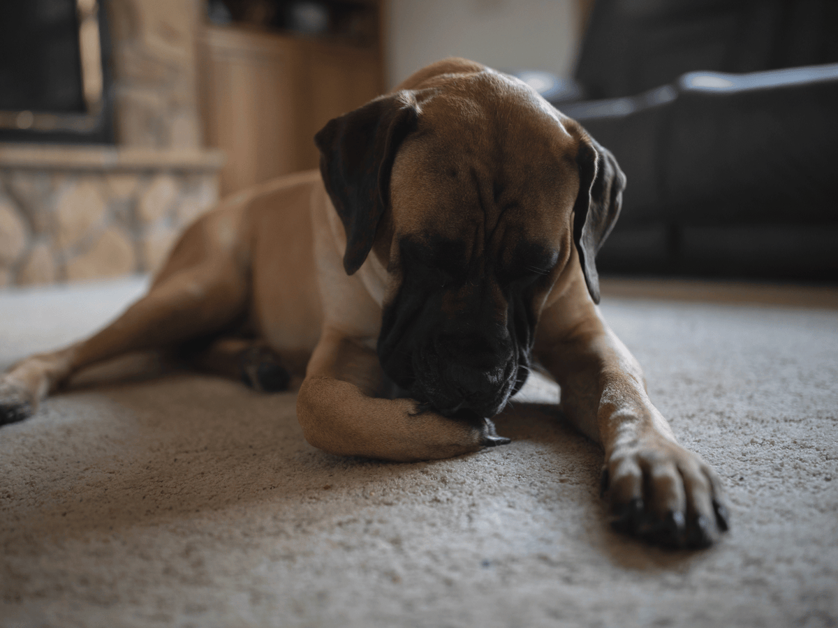 Why Is My Dog Always Licking or Biting Their Paws?