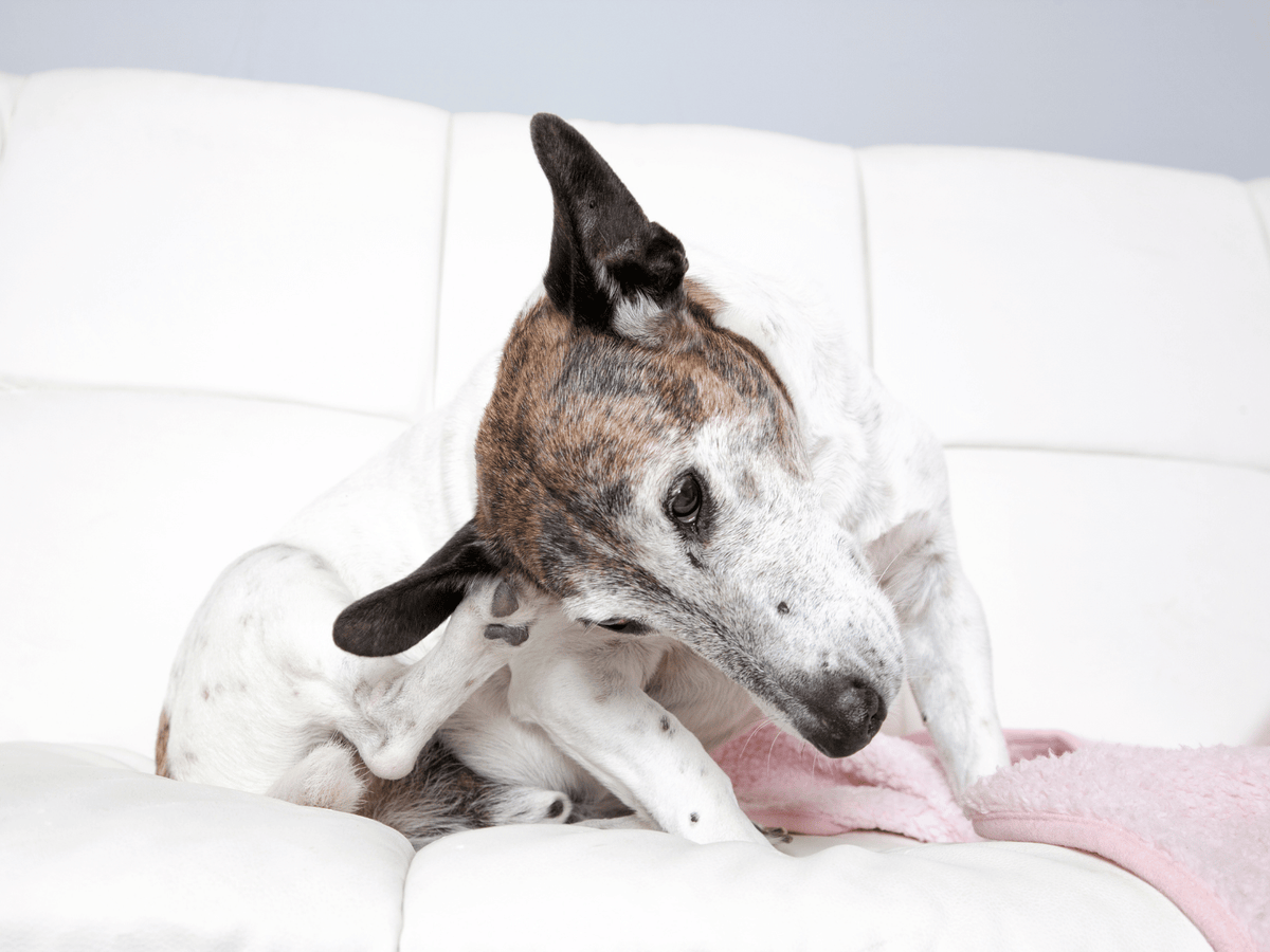 Why Does My Dog Keep Getting Itchy Ears?