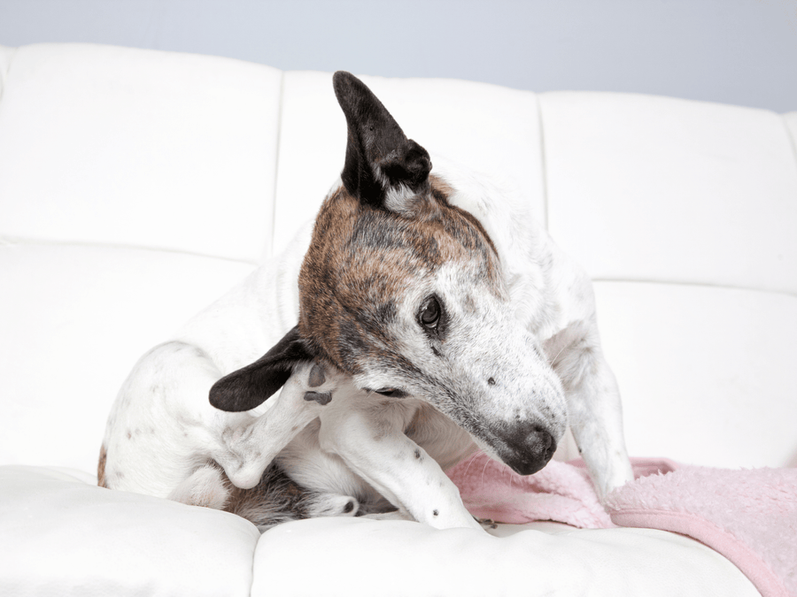 Why Does My Dog Keep Getting Itchy Ears?
