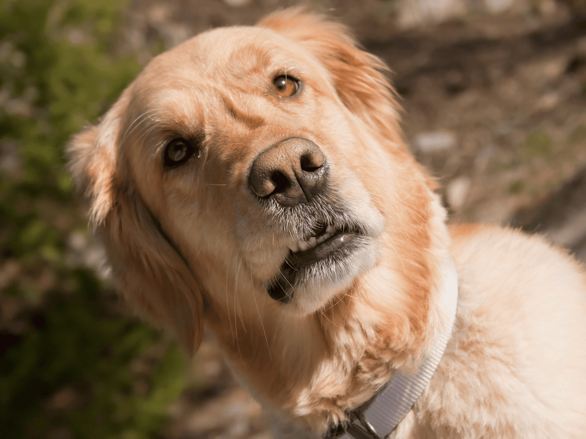 Why Does My Dog Smell Yeasty?