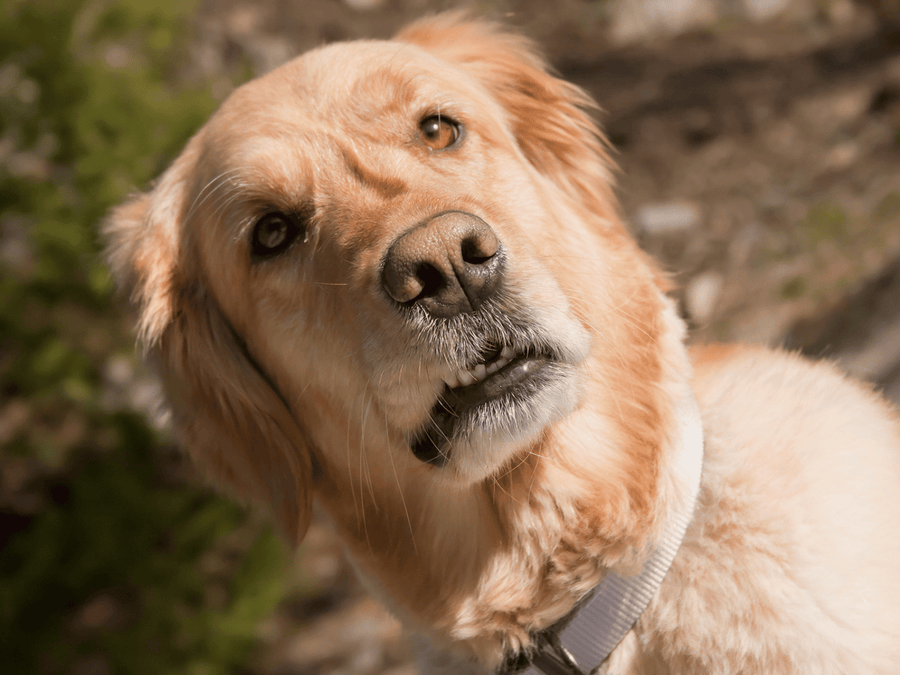 Why Does My Dog Smell Yeasty?