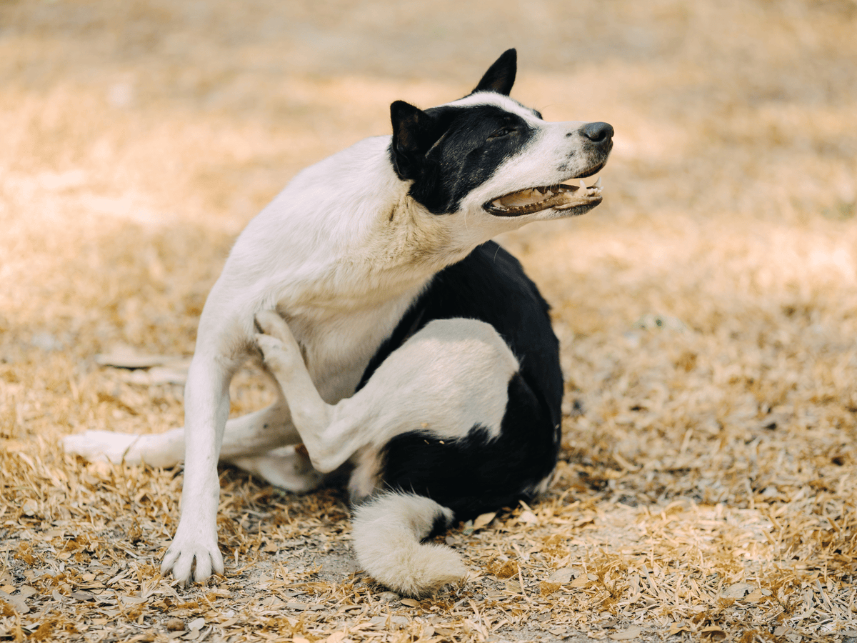 Can Gut Health Affect Itchy Skin in Dogs?
