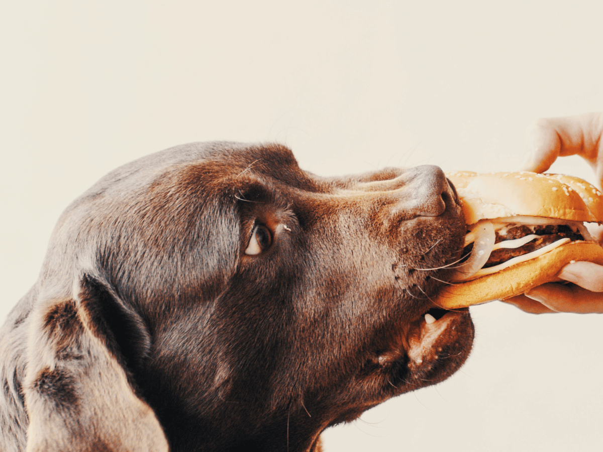 Could My Dog’s Food Be Causing Their Itchy Skin?